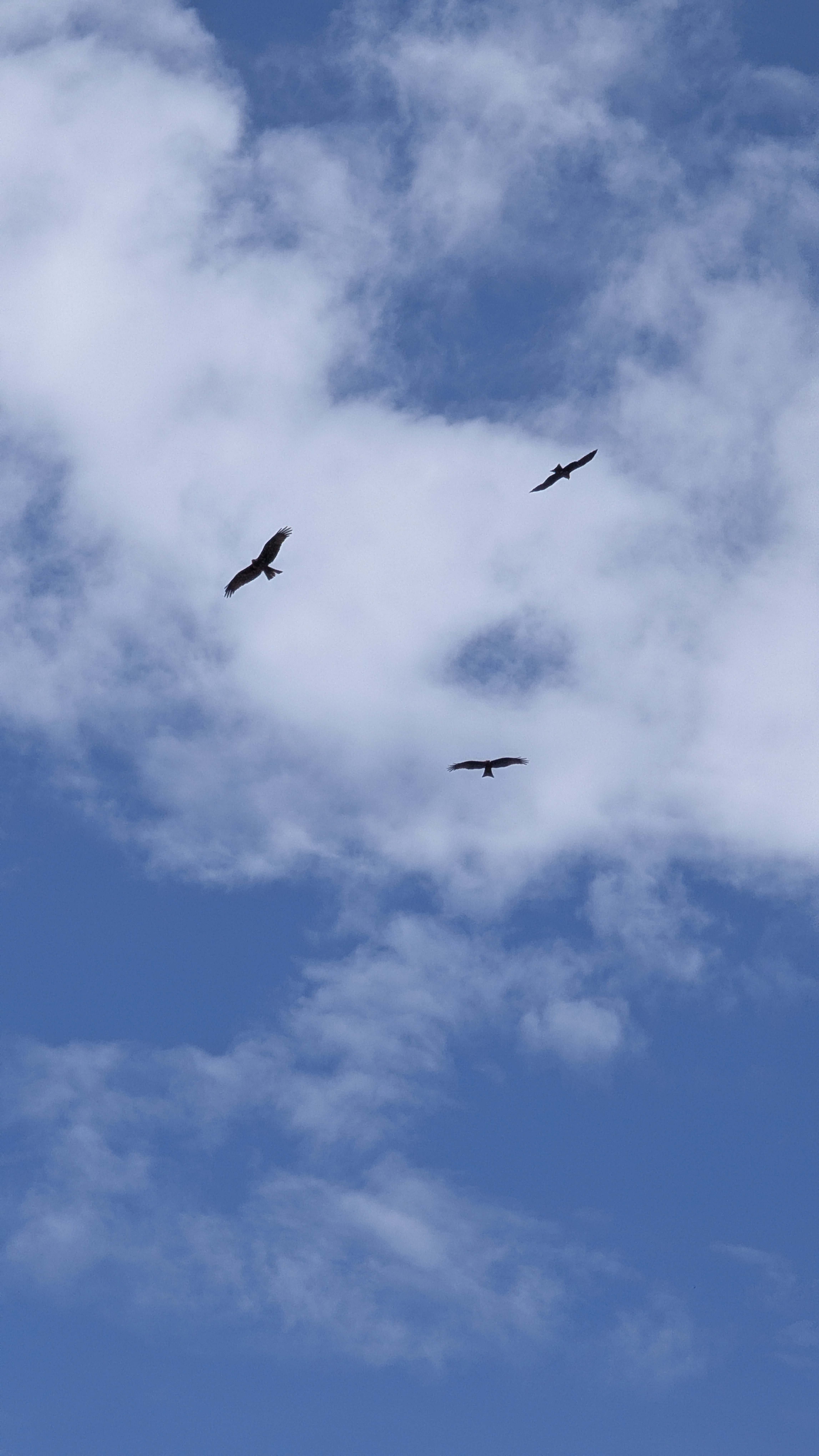 Birds in Sky