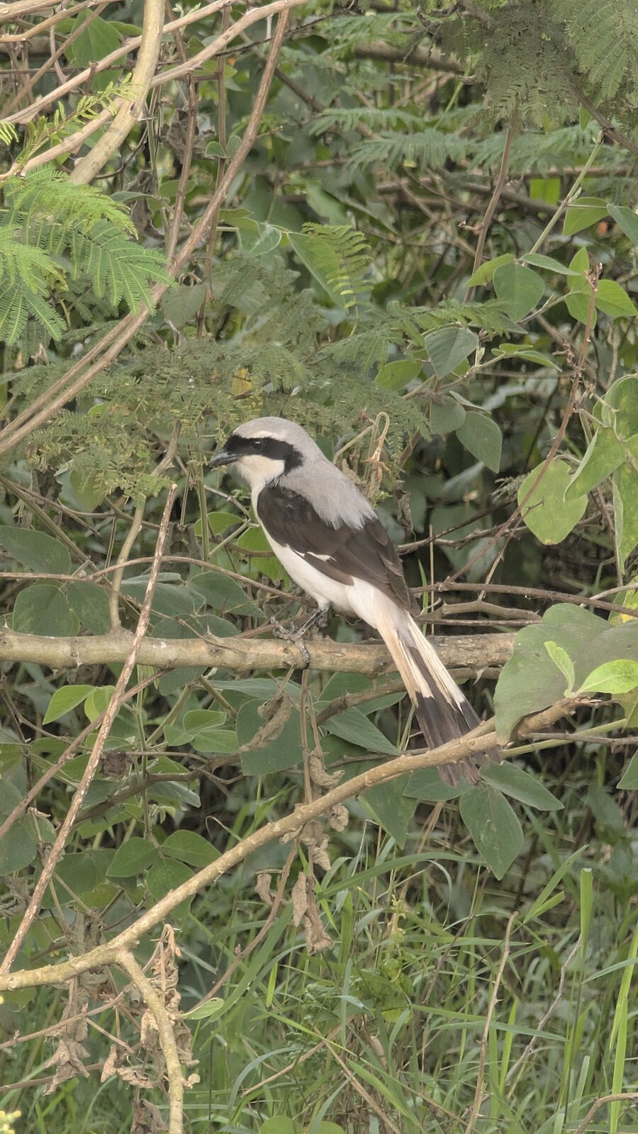 Bird perched on a branch
