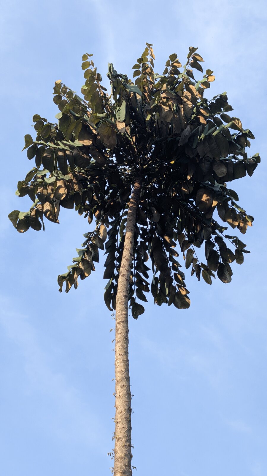 Tropical plant against blue sky