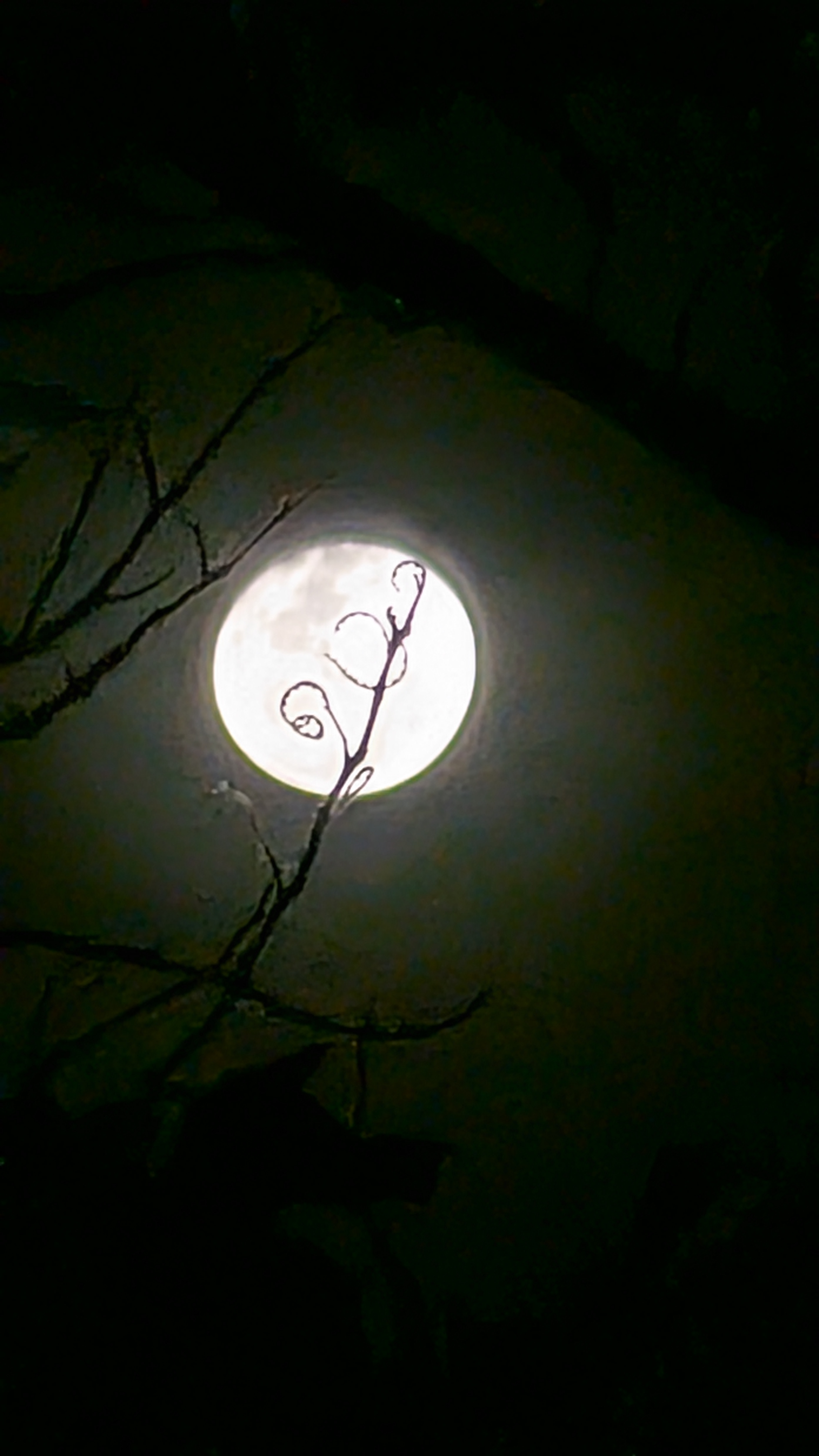 Moon View